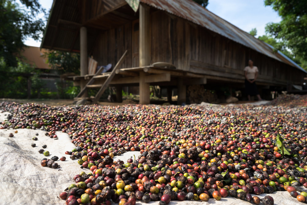 Direct trade coffee beans