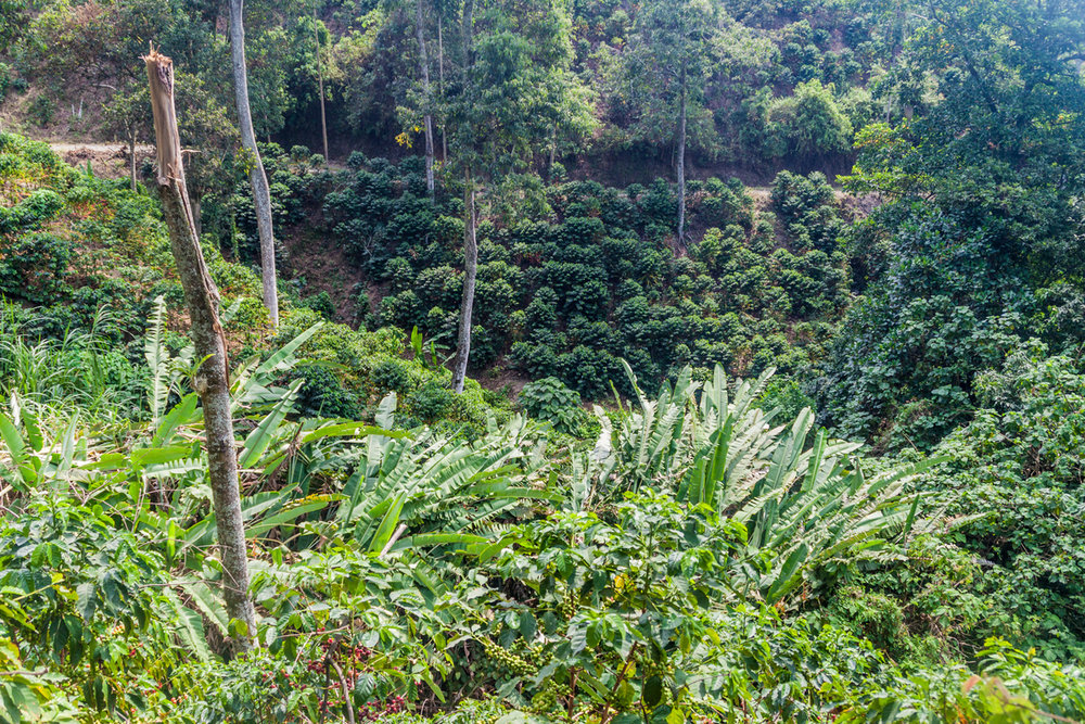 Shade Grown Coffee plants growing under the canopy of the rainforest