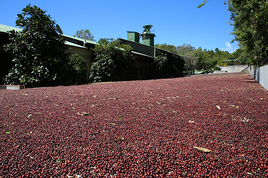 Coffee cherries sun-drying