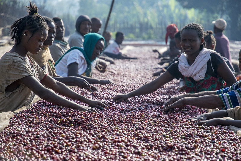 How to check the quality of coffee beans. Raised patios in ethiopia.