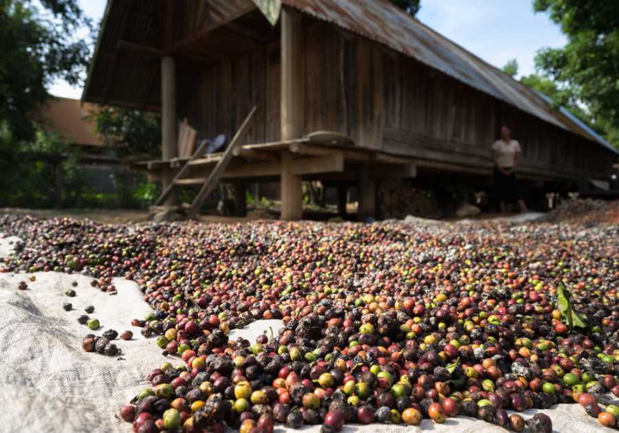 What is Direct Trade Coffee?