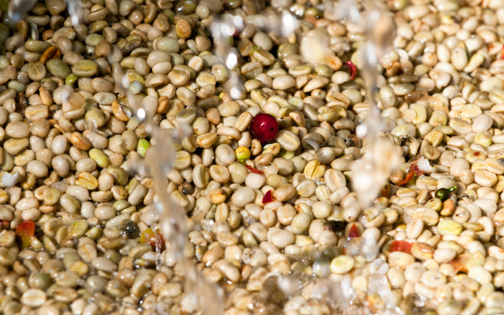 Coffee roasting & experimental processing methods