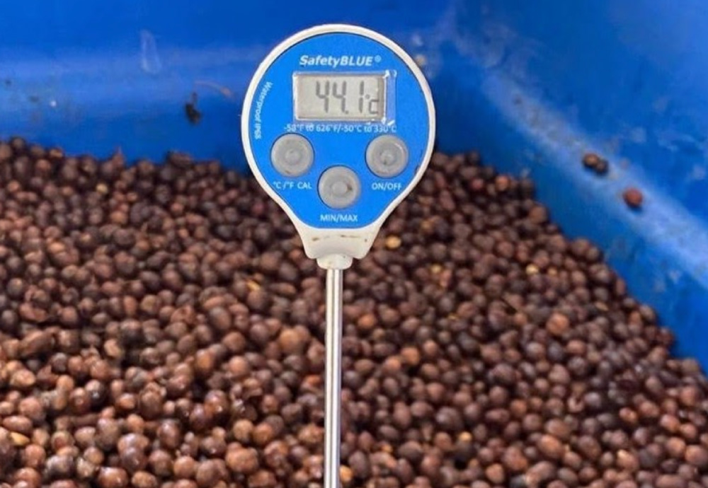 Coffee roasting & experimental processing methods