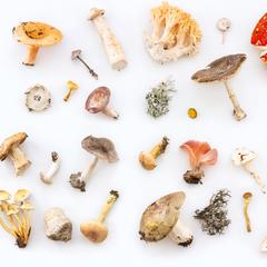 what-is-mushroom-coffee-waka-coffee-coffee-blend-trend