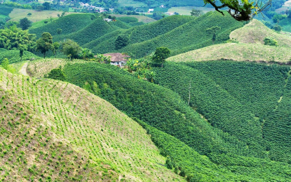 coffee fields