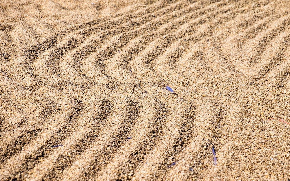 drying coffee