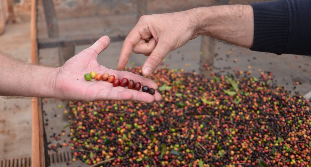 Coffee News Recap, 28 Jan: Colombian 2021 production down 9%, global cold brew market set to grow by over 26% by 2025 & other stories