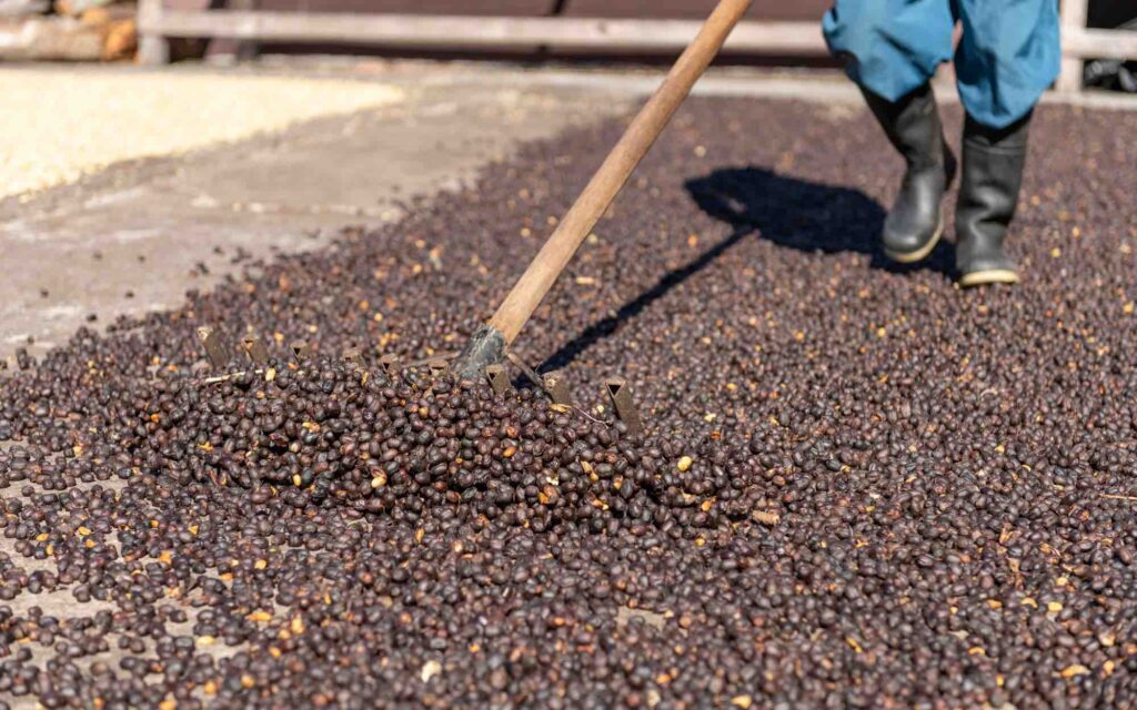 Natural processed coffee drying on a farm.