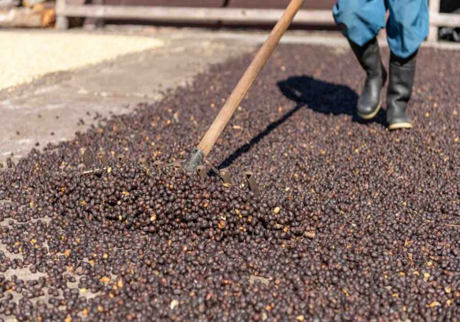 Are natural processed coffees the best choice for espresso?